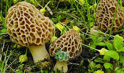 羊肚菌生長在什么地方？羊肚菌同什么煲湯最好