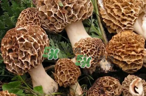 羊肚菌最大產(chǎn)地是哪兒？羊肚菌怎么泡發(fā)