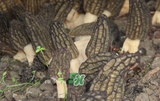 野生羊肚菌多少錢一斤？干羊肚菌多少錢一斤