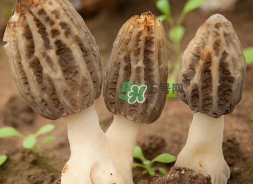 生了蟲的羊肚菌能吃嗎？羊肚菌長蟲子怎么辦？