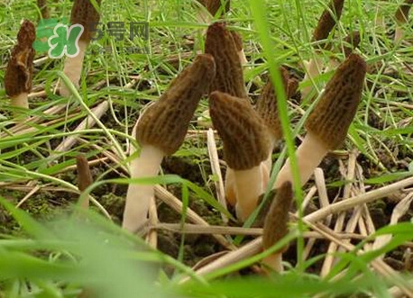 羊肚菌什么時候采摘？羊肚菌什么季節(jié)有