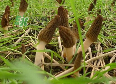 如何識別羊肚菌真假？買羊肚菌怎么挑選