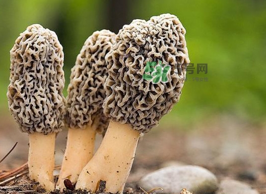 羊肚菌怎么做好吃？羊肚菌有什么好處