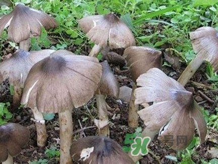 雞樅菌什么時候有？雞樅菌生長在什么地方