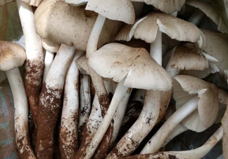 雞樅菌什么時(shí)候有？雞樅菌生長(zhǎng)在什么地方