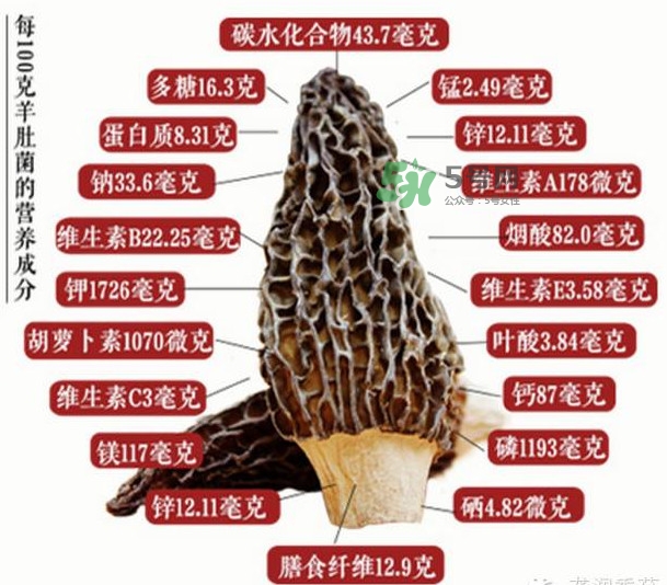 野生羊肚菌多少錢一斤？干羊肚菌多少錢一斤