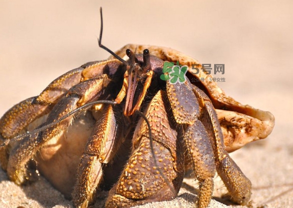 椰子蟹是寄居蟹嗎？椰子蟹中國(guó)哪里能買(mǎi)到