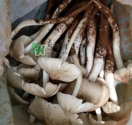 雞樅菌可以人工種植嗎？怎么人工種植雞樅菌