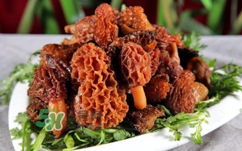 羊肚菌生長在什么地方？羊肚菌同什么煲湯最好