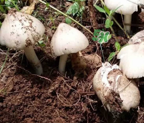 雞樅菌怎么保存？雞樅菌可以放冰箱嗎？