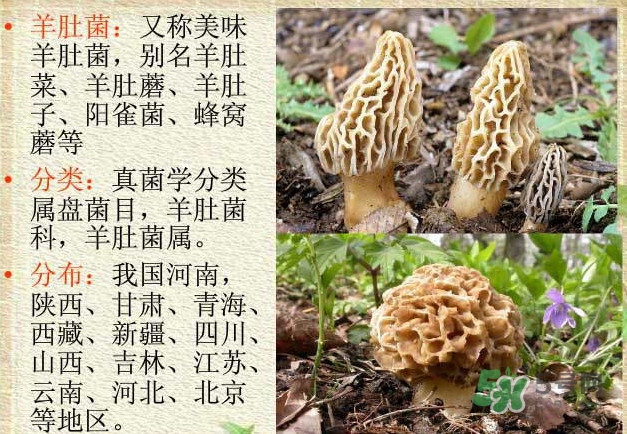 生了蟲的羊肚菌能吃嗎？羊肚菌長蟲子怎么辦？