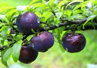 黑布李多少錢一斤？黑布李和紅布李哪個(gè)貴？