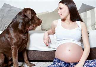 狗對孕婦的危害有哪些？狗對孕婦有影響嗎？