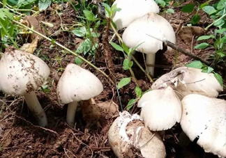 雞樅菌怎么保存？雞樅菌可以放冰箱嗎？