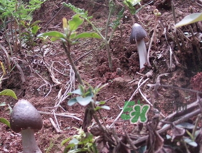 雞樅菌為什么那么貴？雞樅菌為什么離不開(kāi)白螞蟻