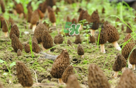 羊肚菌什么時候采摘？羊肚菌什么季節(jié)有