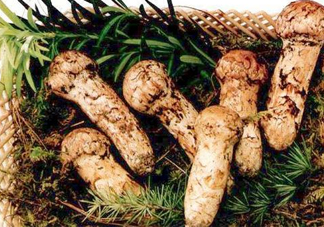 新鮮松茸怎么保存？干松茸如何保存？