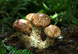 干松茸多少錢一斤？野生松茸多少錢一斤？