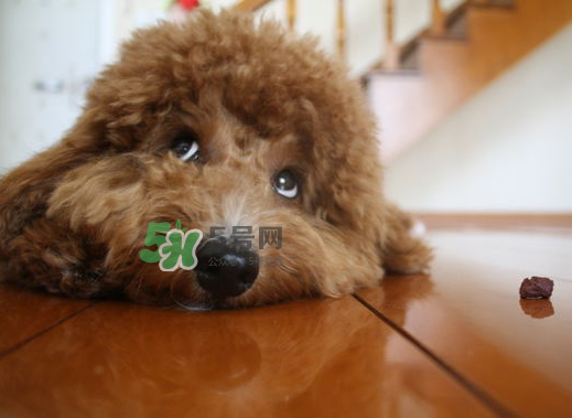 三伏天狗狗不吃飯怎么辦？三伏天狗狗不吃飯怎么回事？