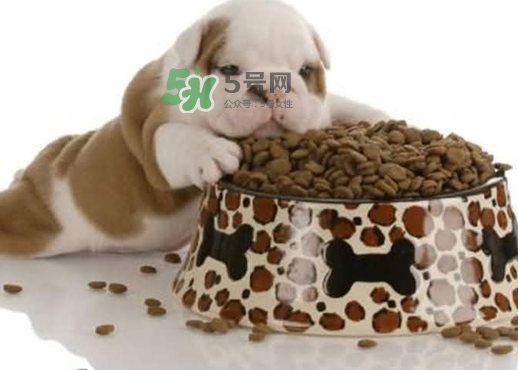 三伏天狗狗不吃飯怎么辦？三伏天狗狗不吃飯怎么回事？