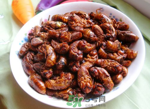 八月份還有知了猴嗎？知了幾月份就沒有了？