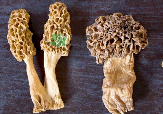 羊肚菌有假的嗎？野生羊肚菌有幾種？