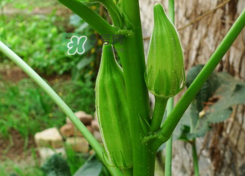 八月份可以種秋葵嗎？8月份能種秋葵嗎？