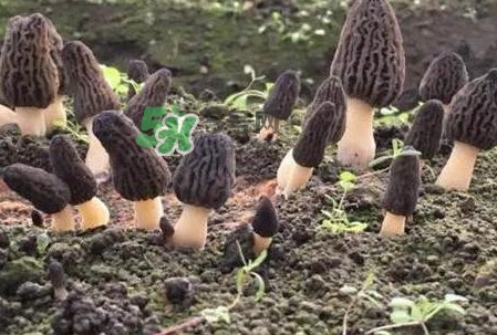 羊肚菌種植是不是騙局？羊肚菌的種植技術(shù)