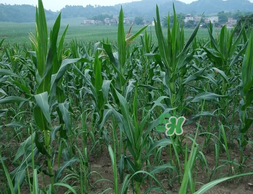 8月份能種玉米嗎？八月份可以種玉米嗎？