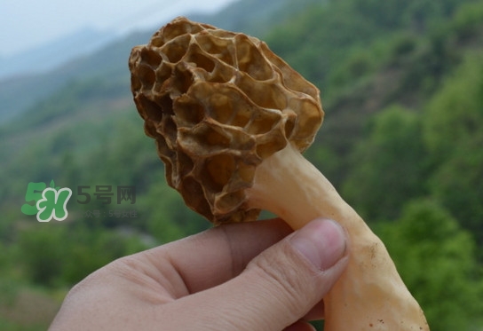 羊肚菌可以泡水喝嗎？羊肚菌可以燉鴿子嗎