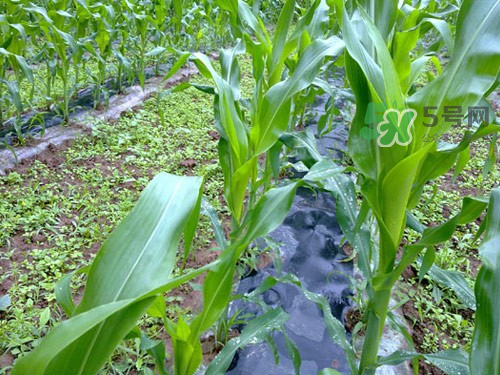 8月份能種玉米嗎？八月份可以種玉米嗎？