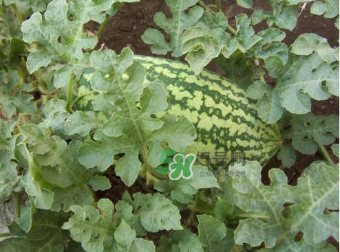 八月份能種西瓜嗎？大棚八月可以種西瓜嗎？