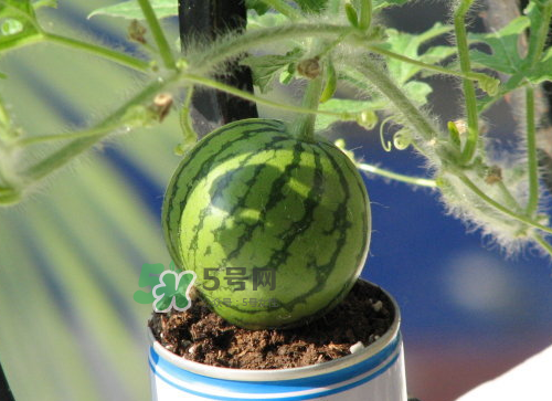 八月份能種西瓜嗎？大棚八月可以種西瓜嗎？