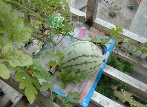 八月份能種西瓜嗎？大棚八月可以種西瓜嗎？