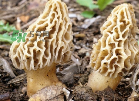 羊肚菌可以泡茶喝嗎？羊肚菌可以生吃嗎