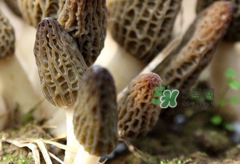 羊肚菌能泡酒嗎？羊肚菌可以炒著吃嗎？