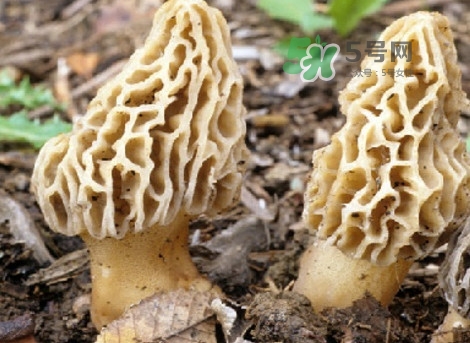 羊肚菌能治什么??？羊肚菌能冷凍保鮮嗎