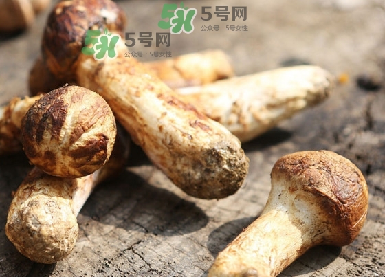 干松茸多少錢一斤？野生松茸多少錢一斤？