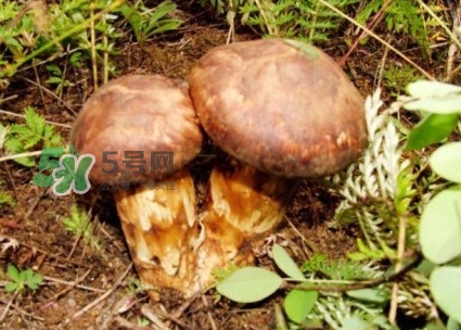 新鮮松茸怎么保存？干松茸如何保存？