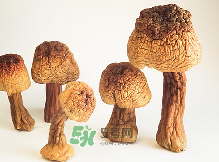 松茸是發(fā)物嗎？松茸是熱性還是涼性？