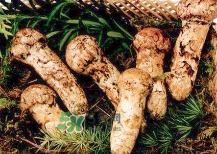 新鮮松茸怎么保存？干松茸如何保存？