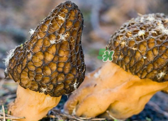 羊肚菌有假的嗎？野生羊肚菌有幾種？