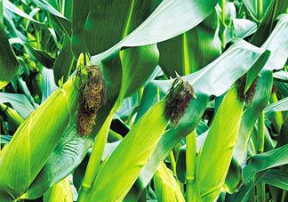 8月份能種玉米嗎？八月份可以種玉米嗎？