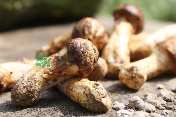 新鮮松茸怎么保存？干松茸如何保存？