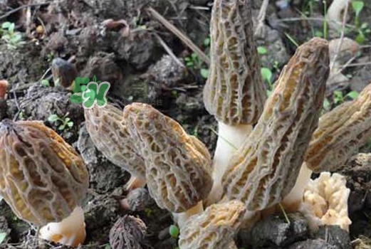 羊肚菌可以泡水喝嗎？羊肚菌可以燉鴿子嗎