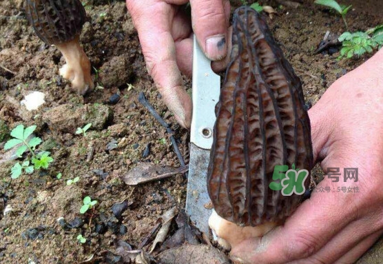 孕婦可以吃羊肚菌嗎？什么人不能吃羊肚菌