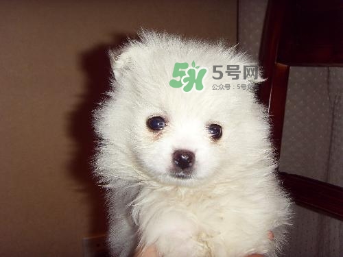 三伏天狗狗不吃飯怎么辦？三伏天狗狗不吃飯怎么回事？