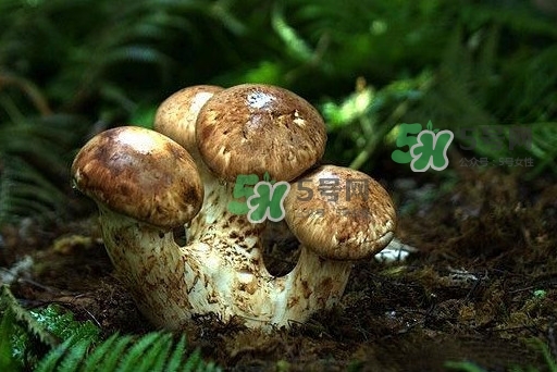 干松茸多少錢一斤？野生松茸多少錢一斤？