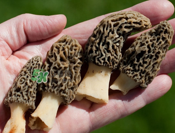 羊肚菌種植是不是騙局？羊肚菌的種植技術(shù)