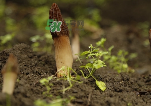 孕婦可以吃羊肚菌嗎？什么人不能吃羊肚菌